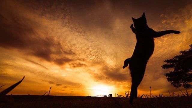 La majestuosidad de los gatos inmortalizada en estas fotos 17