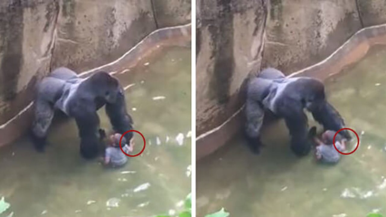 Bengals le dedicaría triunfo del Super Bowl a Harambe, el mítico gorila de  Cincinnati