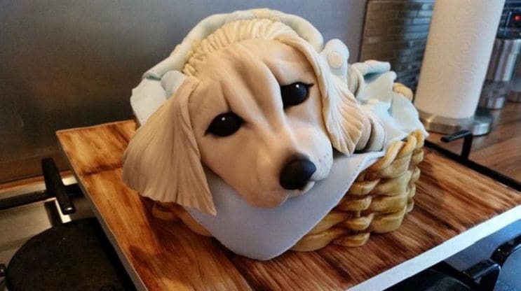 Las 20 tortas más creativas para engreír a tu perro 29