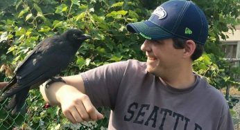 Esta curiosa pareja de mejores amigos cuervo – humano está causando sensación en Facebook