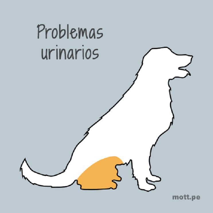 Problemas urinarios, mala salud de perros