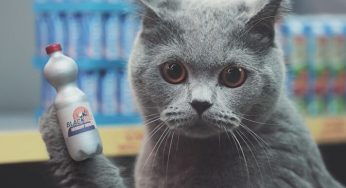 Netto-Katzen: un supermercado en miniatura para gatos
