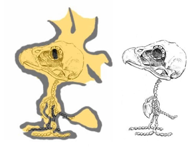 Así es como se verían los esqueletos de algunos personajes del mundo animado 08