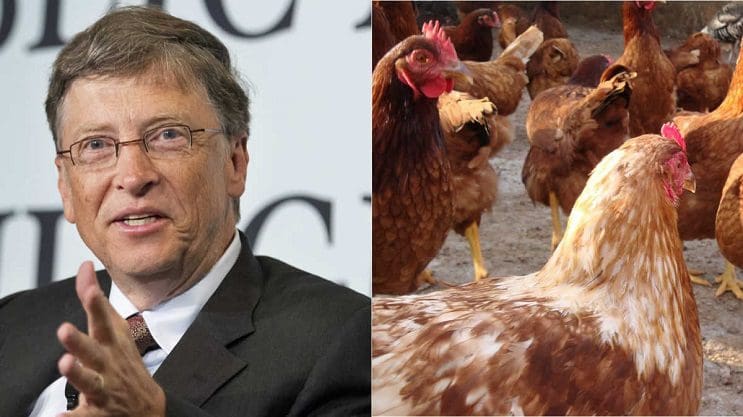 Bill Gates donó 100 mil gallinas y ¡Bolivia las rechazó! 1