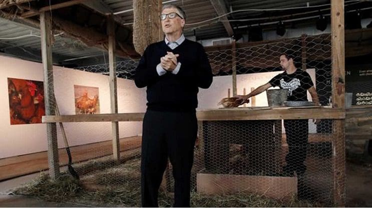 Bill Gates donó 100 mil gallinas y ¡Bolivia las rechazó! 2