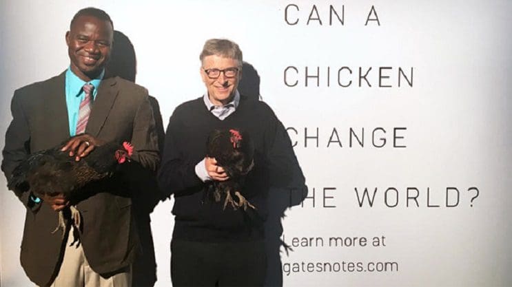 Bill Gates donó 100 mil gallinas y ¡Bolivia las rechazó! 3