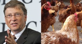 Bill Gates donó 100 mil gallinas y ¡Bolivia las rechazó!