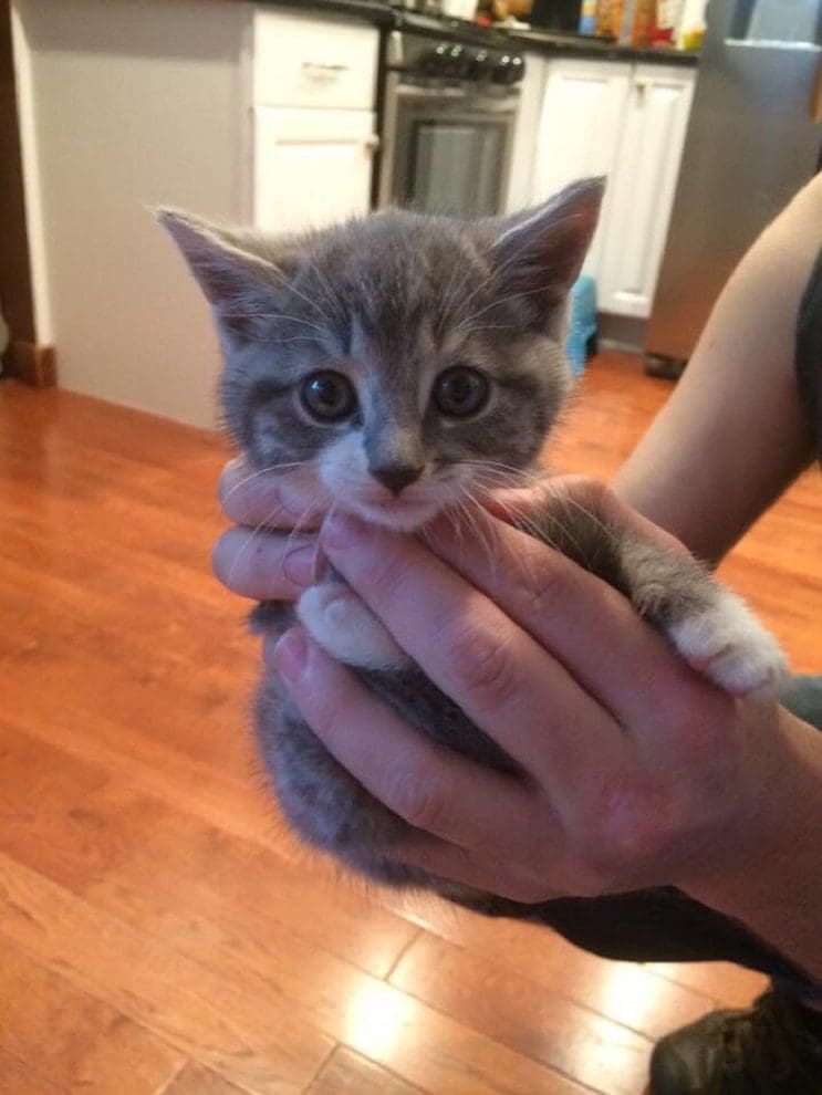 Conoce a este gatito que encontró hogar con toda la dulzura que derrocha 01