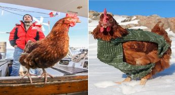 Conoce la travesía por el mundo de este joven y su gallina