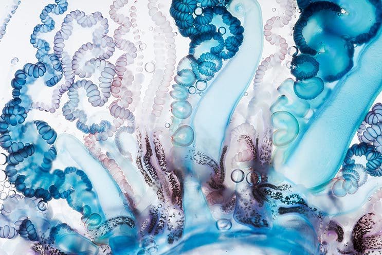 Deadly Beauty A Portrait of the Portuguese Man of War 2