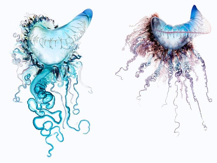 Deadly Beauty A Portrait of the Portuguese Man of War 3