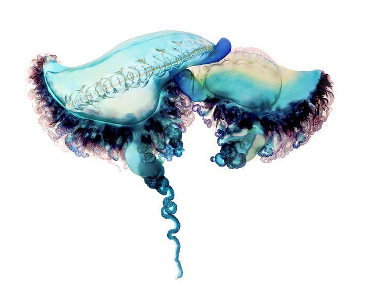 Deadly Beauty A Portrait of the Portuguese Man of War