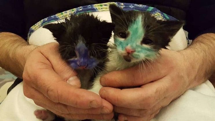 Dos pequeños gatos están felices de recibir un baño después de un raro accidente 03
