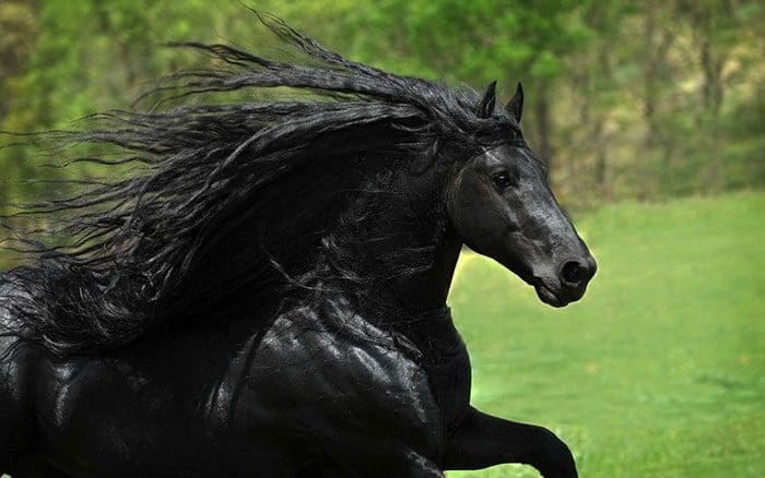 Es-este-el-caballo-más-bello-del-mundo-011-1