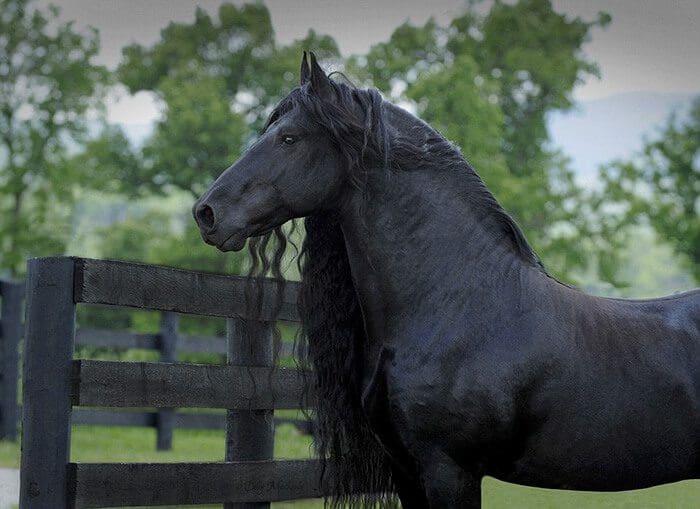 Es-este-el-caballo-más-bello-del-mundo-06-1
