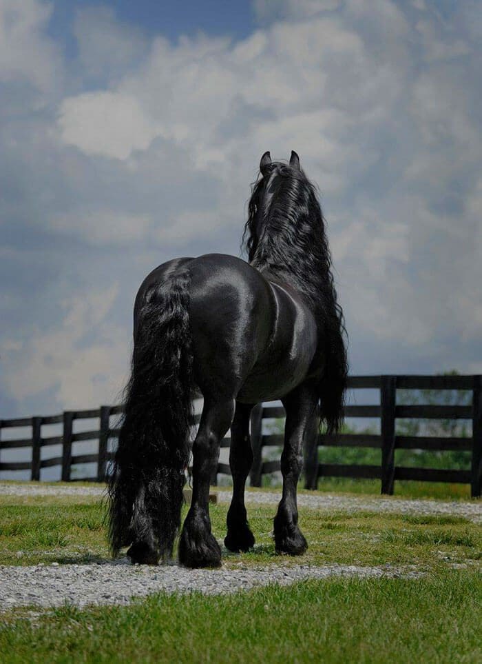 Es-este-el-caballo-más-bello-del-mundo-07-1
