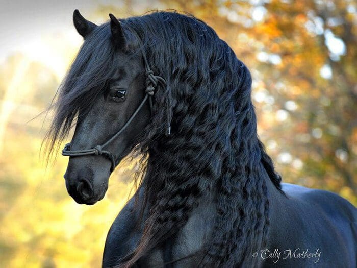 Es-este-el-caballo-más-bello-del-mundo-08-1