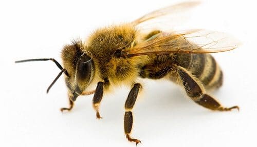 Esta abeja agradece al hombre que la salvó de la manera más inusual 01