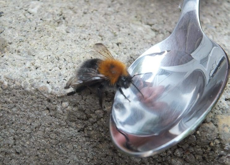 Esta abeja agradece al hombre que la salvó de la manera más inusual 02
