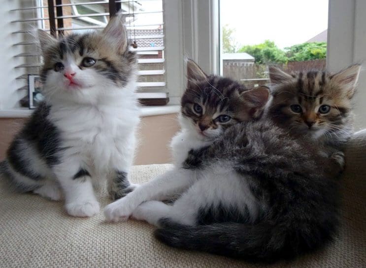 Esta familia capturó el preciso momento en que este gato entró a sus vidas 08