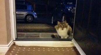 Familia captura el preciso momento en que este gato entró a sus vidas