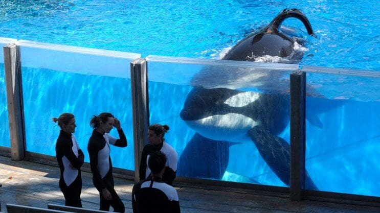 Esta orca en cautiverio se habría tratado de suicidar frente al público 001