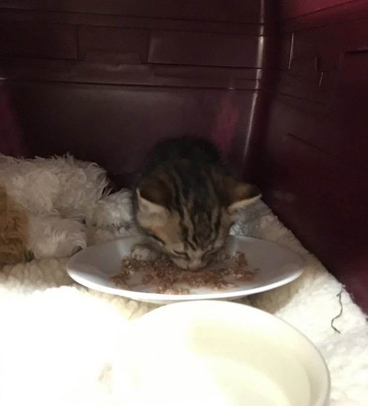 Esta pequeña gata fue rescatada y obtuvo un nuevo hogar y una nueva mamá 14
