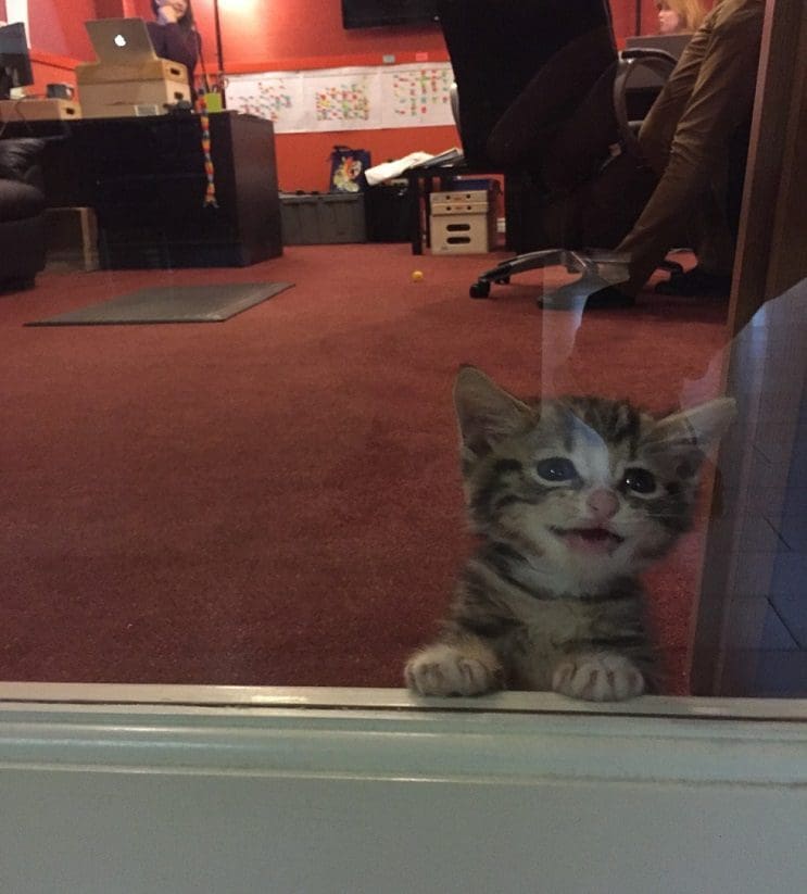 Esta perra adulta asumió el rol de madre con este pequeño gato bebé 13