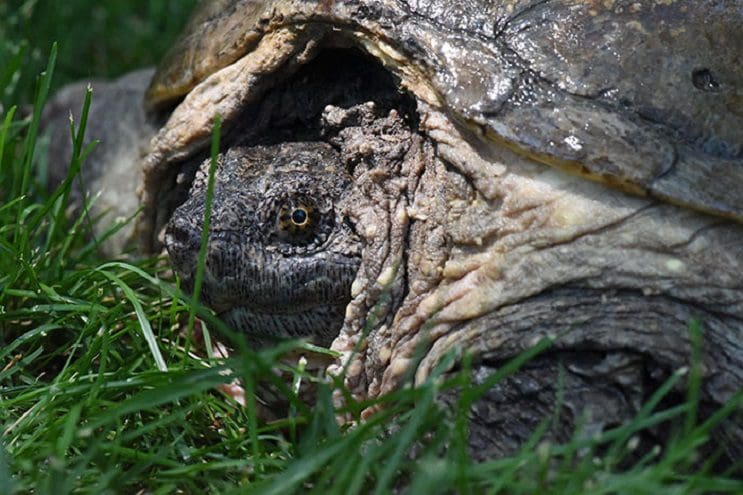 Esta tortuga que fue atacada con un destornillador jamás se rindió y hoy está libre - Tuttle