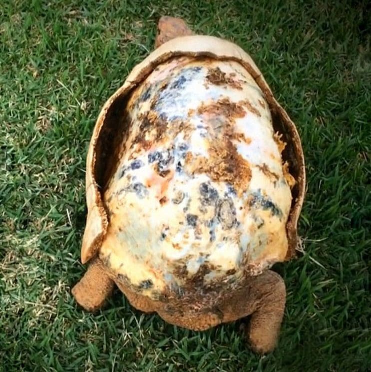 Esta tortuga sobrevivió a incendio y recibió el primer caparazón en 3D del mundo 1