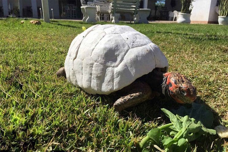 Esta tortuga sobrevivió a incendio y recibió el primer caparazón en 3D del mundo 5