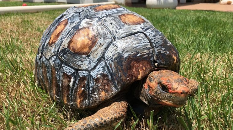 Esta tortuga sobrevivió a incendio y recibió el primer caparazón en 3D del mundo 7