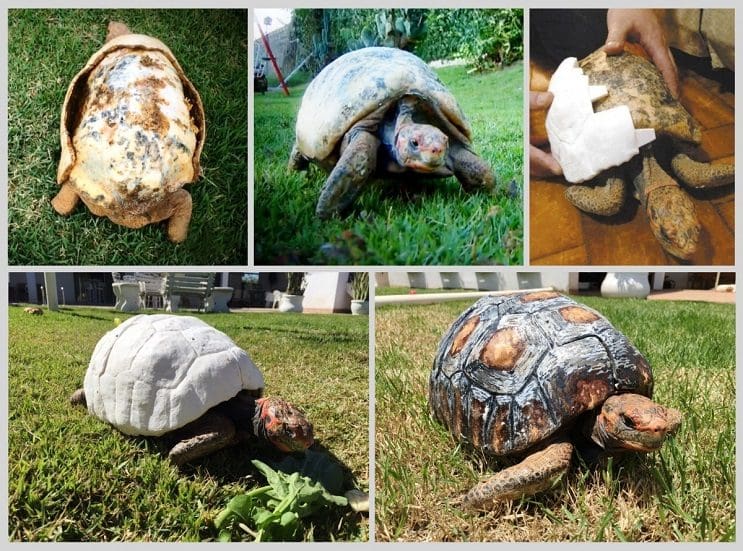 Esta tortuga sobrevivió a incendio y recibió el primer caparazón en 3D del mundo 8