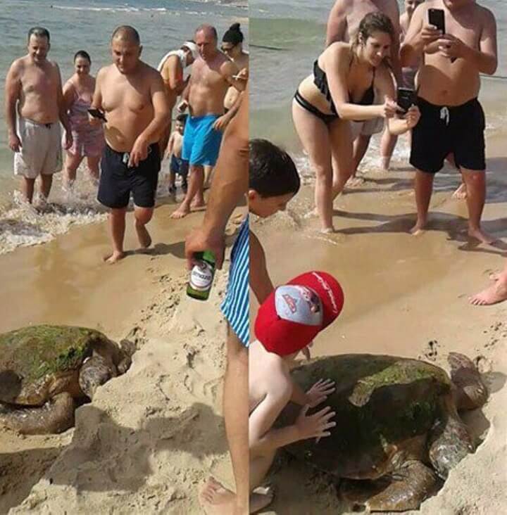 Estas personas casi matan a esta tortuga cuando la sacaron del mar para tomarse selfies 02