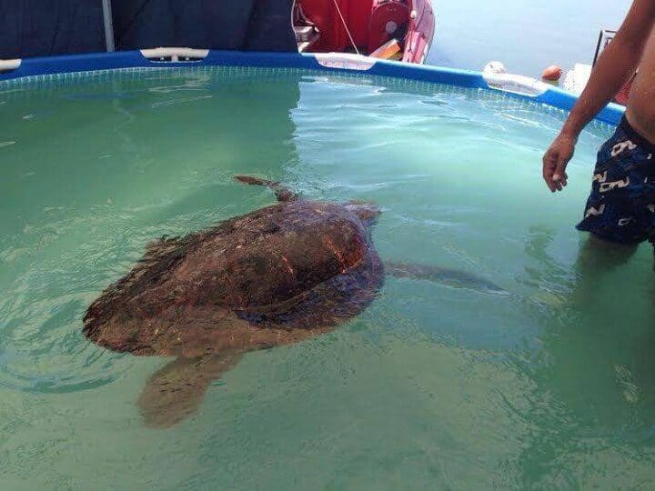 Estas personas casi matan a esta tortuga cuando la sacaron del mar para tomarse selfies 05