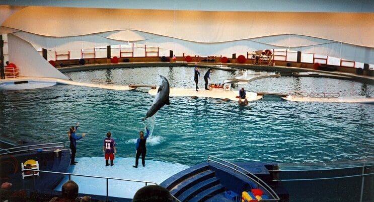 Este acuario norteamericano anunció que liberarán a todos sus delfines en cautiverio 05