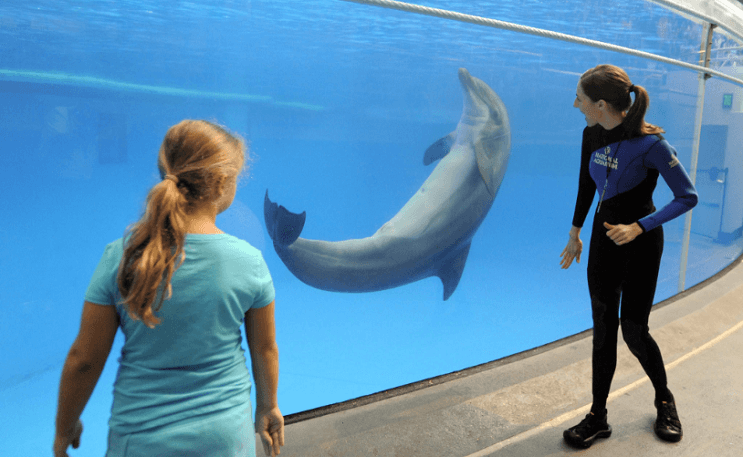 Este acuario norteamericano anunció que liberarán a todos sus delfines en cautiverio 06