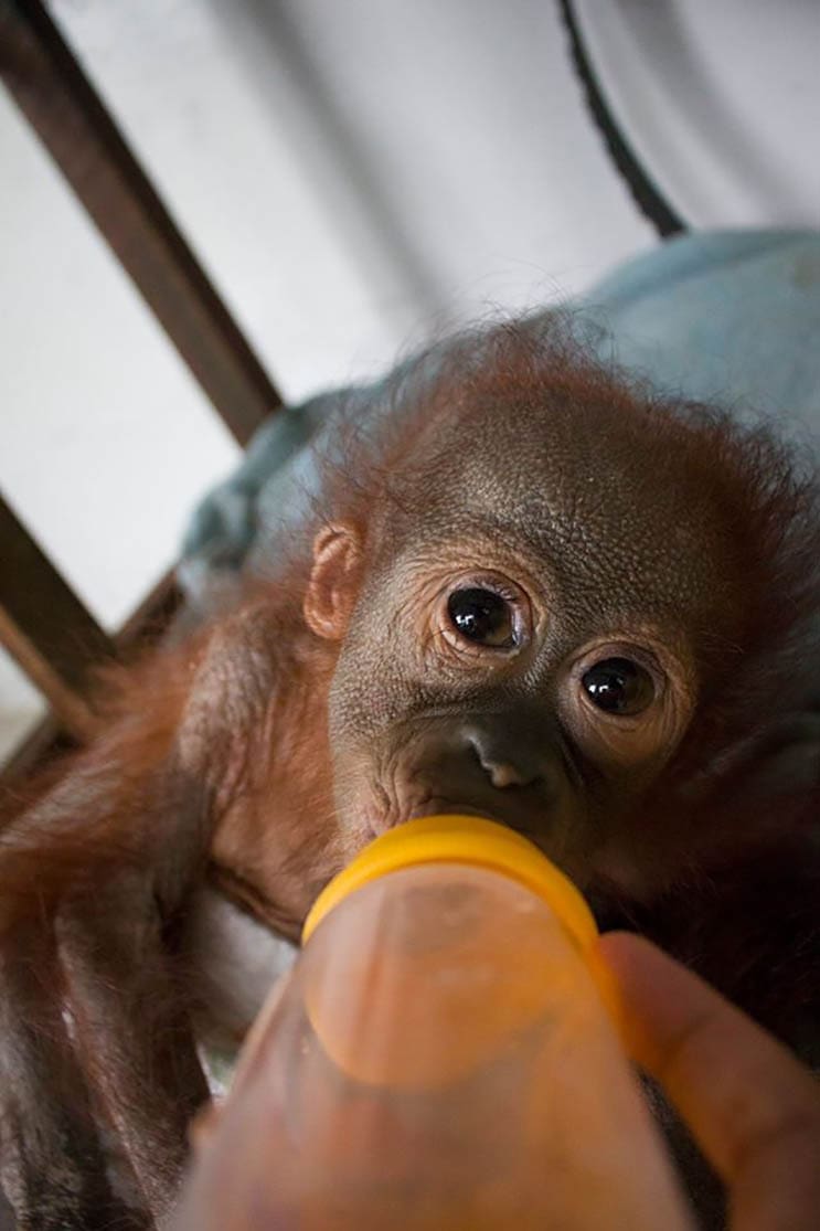 Este bebé orangután estuvo a punto de morir abandonado con una bala en el hombro 02