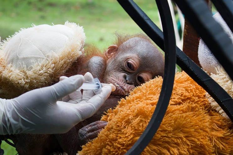 Este bebé orangután estuvo a punto de morir abandonado con una bala en el hombro 05