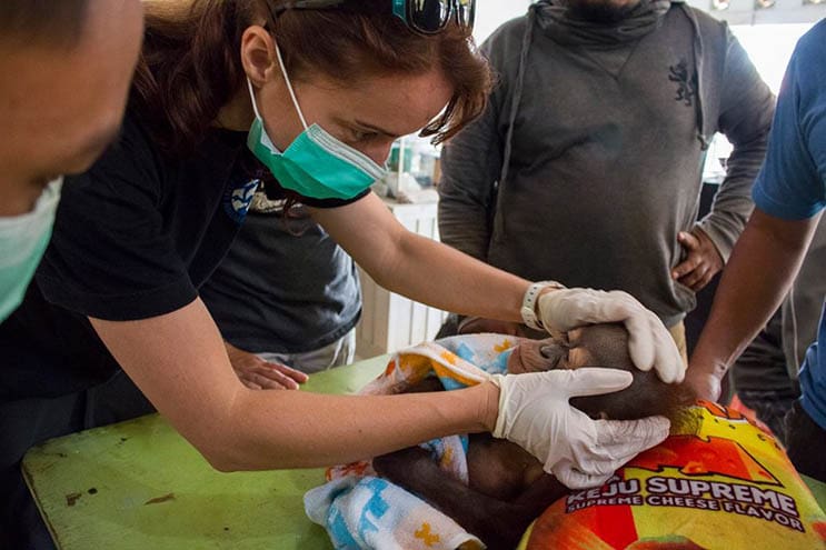 Este bebé orangután estuvo a punto de morir abandonado con una bala en el hombro 06