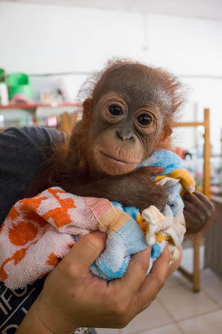 Este bebé orangután estuvo a punto de morir abandonado con una bala en el hombro 07