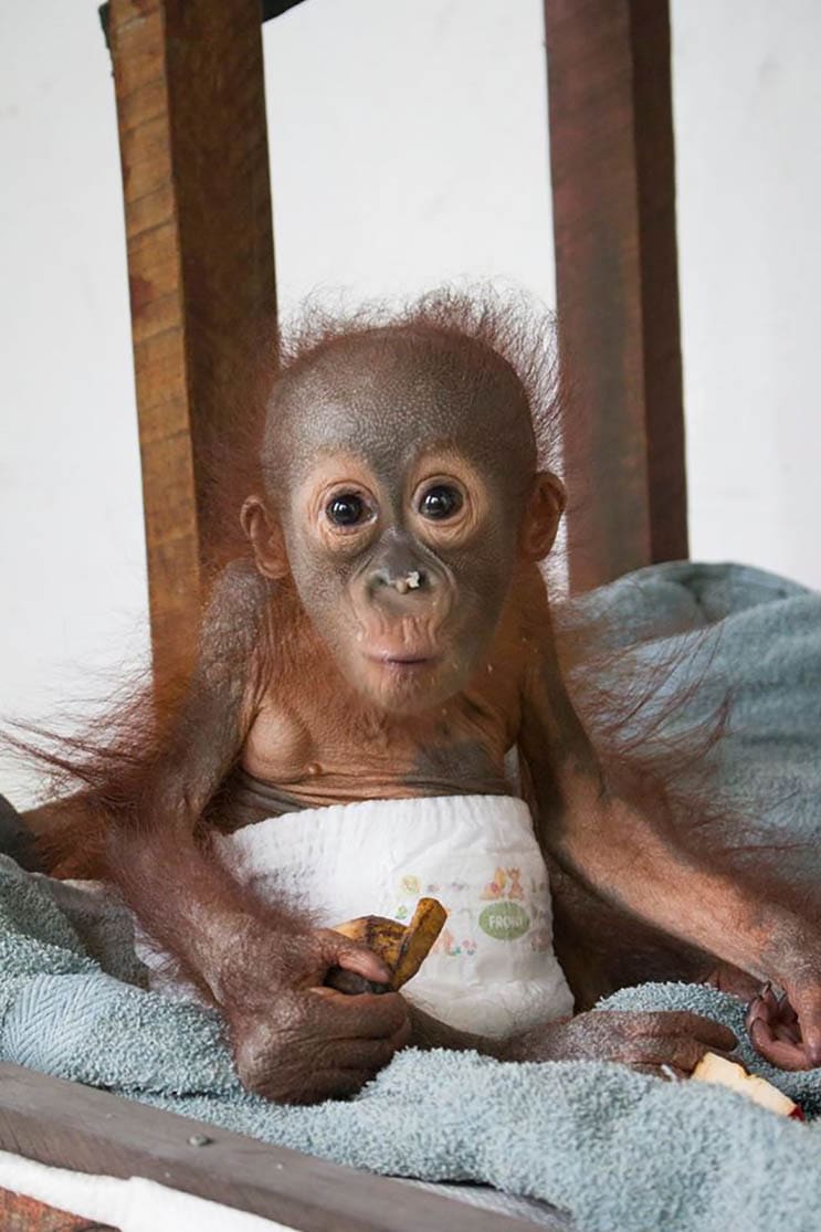 Este bebé orangután estuvo a punto de morir abandonado con una bala en el hombro