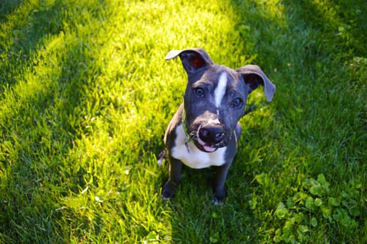 Este cachorro tenía una rara enfermedad y ahora tiene una sonrisa imposible de quitar 06