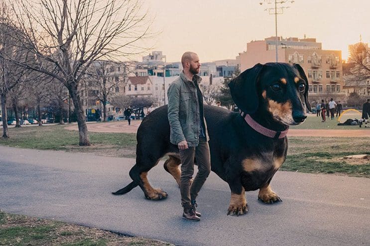 Este fotógrafo nos ayuda a ver lo grande que es su perro salchicha 03