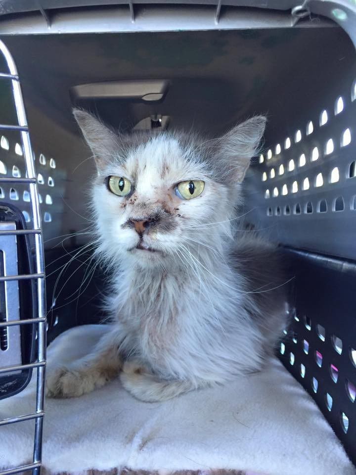 Este gato fue adoptado de adulto y no deja de agradecer tal oportunidad 01