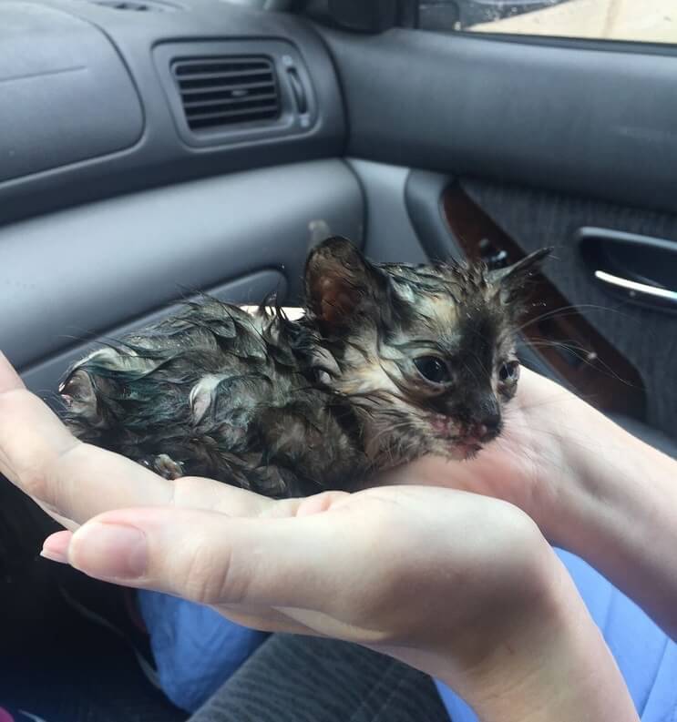 Este gato fue encontrado en la lluvia y ahora goza de un hogar donde es feliz 02
