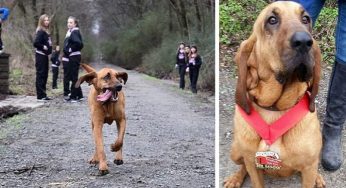 Este perro irrumpió en una maratón y ganó una medalla por llegar en séptimo puesto