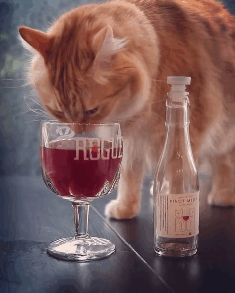 Este vino para gatos hará que tu mascota se convierta en tu compañero de fiestas 04