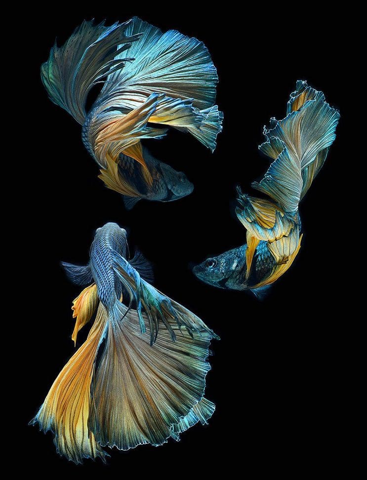 Estos retratos muestran que los peces también tienen personalidad 11.1