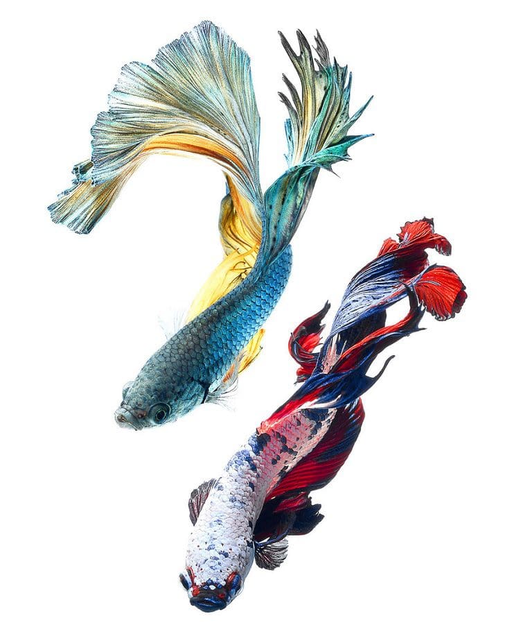 Estos retratos muestran que los peces también tienen personalidad 12.1